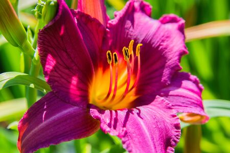 Purple daylilies flowers or Hemerocallis. Daylilies on green leaves background. Flower beds with flowers in garden. Closeup. Soft selective focus.の写真素材