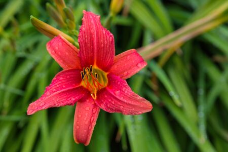 Pink daylilies flowers or Hemerocallis. Daylilies on green leaves background. Flower beds with flowers in garden. Closeup. Soft selective focus.の写真素材