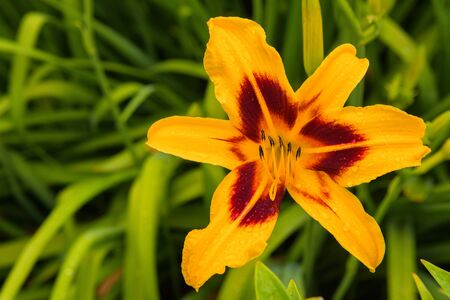 Yellow daylilies flowers or Hemerocallis. Daylilies on green leaves background. Flower beds with flowers in garden. Closeup. Soft selective focus.の写真素材