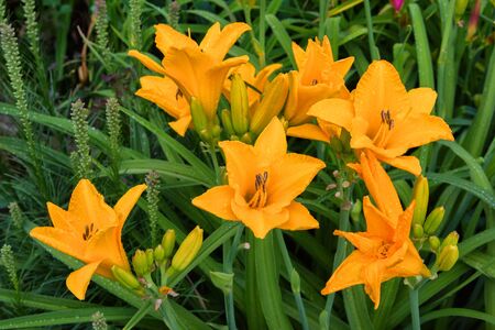 Daylilies flowers or Hemerocallis. Daylilies on green leaves background in summer. Flower beds with flowers in garden. Soft selective focus.の写真素材