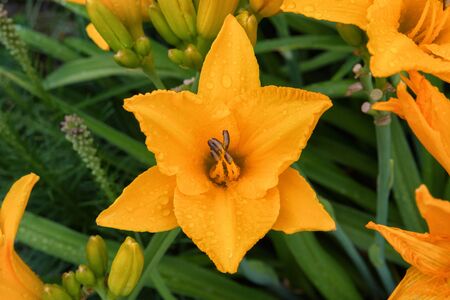 Orange daylilies flowers or Hemerocallis. Daylilies on green leaves background. Flower beds with flowers in garden. Closeup. Soft selective focus.の写真素材
