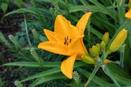 Orange daylilies flowers or Hemerocallis. Daylilies on green leaves background. Flower beds with flowers in garden. Closeup. Soft selective focus.の写真素材