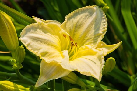 Pale Yellow daylilies flowers or Hemerocallis. Daylilies on green leaves background. Flower beds with flowers in garden. Closeup. Soft selective focus.の写真素材
