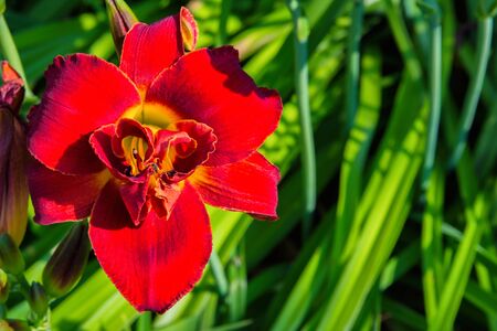 Red daylilies flowers or Hemerocallis. Daylilies on green leaves background. Flower beds with flowers in garden. Closeup. Soft selective focus.の写真素材