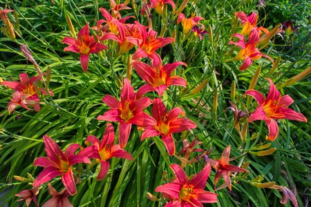 Daylilies flowers or Hemerocallis. Daylilies on green leaves background in summer. Flower beds with flowers in garden. Soft selective focus.の写真素材