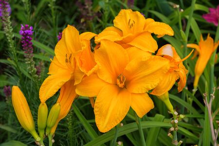 Orange daylilies flowers or Hemerocallis. Daylilies on green leaves background. Flower beds with flowers in garden. Closeup. Soft selective focus.の写真素材