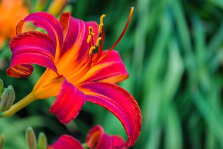 Red-purple daylilies flowers or Hemerocallis. Daylilies on green leaves background. Flower beds with flowers in garden. Closeup. Soft selective focus.の写真素材