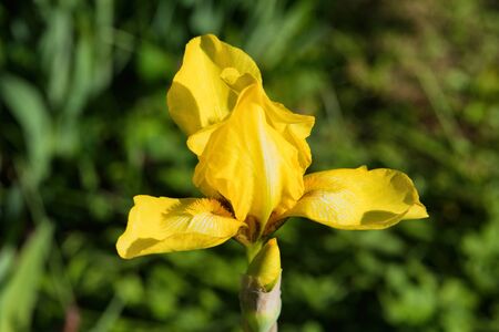 Yellow Iris Flower. Yellow Iris flower over green blurred background, macro photo with selective...