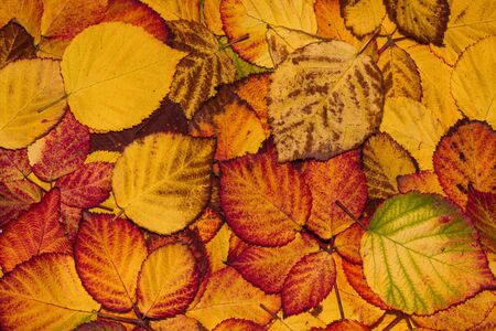 Fallen yellow, orange, brown and red BlackBerry leaves, autumn background. Leaves closeup. Selective focus.の写真素材