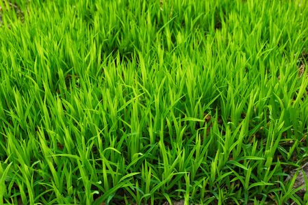 Fresh green grass background. Closeup soft focus texture.の写真素材