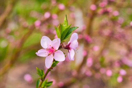 A flowering peach tree on a sunny day. Selective focus. Peach blooming closeup on a tree in the garden.の写真素材