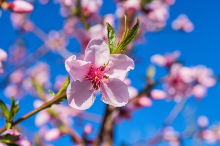Peaches trees. Orchard. Fruit garden. Pink flowers on blue sky background. Flowers closeup. Soft selective focus.の写真素材