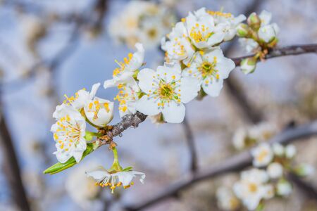 Spring blooming garden. Flowering branch of the plum tree (Prunus domestica) close-up. Soft bokeh....