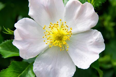 The Flowers Of Wild Rose Medicinal. Blooming Wild Rose Bush. Rose hip flowers close-up.の写真素材