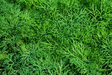Dill Plant. Organic green dill herb. Ingredient for cooking various dishes. Dill Ñloseup.