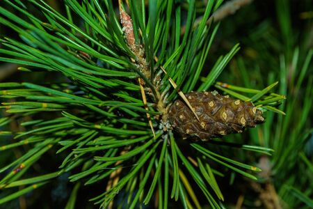 Pine cone on a branch. Young green closed pine cone on a pine tree in the wild nature in the forest....