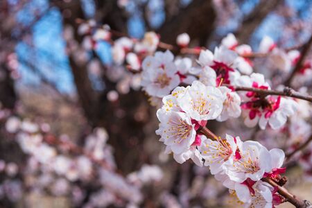 Spring blooming garden. Flowering branch of the apricot tree close-up. Soft bokeh. Selective focus.の写真素材