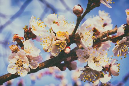 Beautiful pink branches of flowering apricots in the spring against the blue sky. Flowering trees in spring. Film photography.の写真素材
