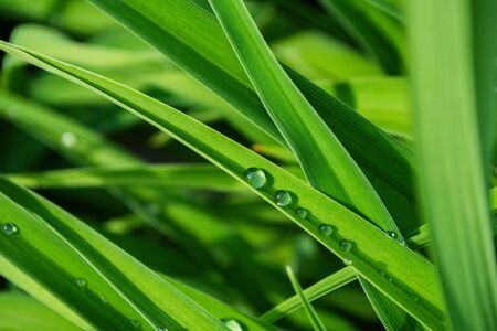 Water drops on the green grass. Macro photo. Selective focus, shallow depth of field.の写真素材