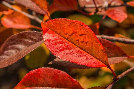 The Colors Of Autumn. Autumn leaves of the Cherry (Cerasus), after the rain closeup. Selective focus. Shallow depth of field.の写真素材
