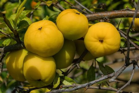 Cydonia oblonga quince. Ripe yellow fruits quince. Quince grow on quince bush with green foliage in fruit garden. Close up.の写真素材