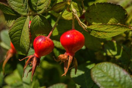 Red Dogrose berries against the background leaves. Ripe Dogrose Berries. Rosehip closeup. Soft selective focus.の写真素材