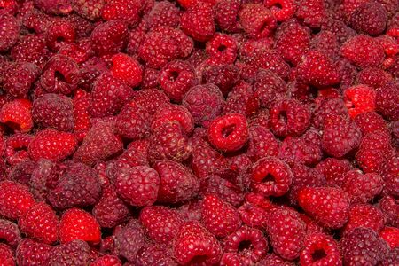 Background-texture of red overripe raspberry Rubus idaeus. Ripe raspberry in close-up. Soft selective focus.の写真素材