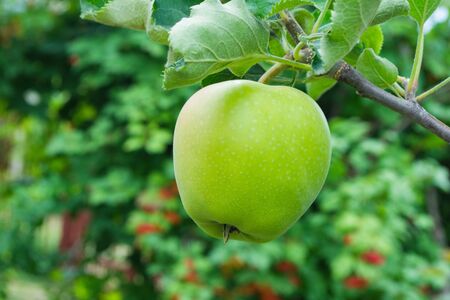 Green apples on a tree. Green apples on a branch ready to be harvested, outdoors, selective focus. Fresh green apples on tree in summer garden. Green apples on tree close up.の写真素材
