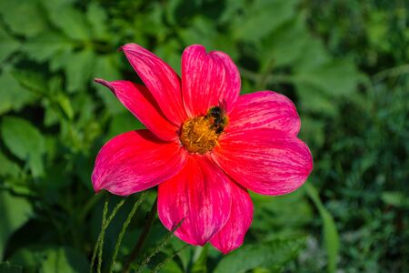 Bee on purples georgina pollinates a flower. Bee closeup.の写真素材