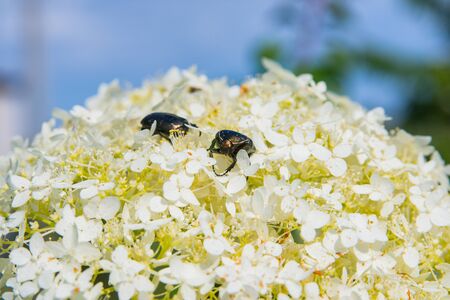 Golden chafer (Cetonia aurata) sitting on white flowers. Insect pest on a flowers petal. Against the sky. Insect closeup.の写真素材