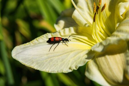 Beetle meloidae. Meloidae beetle sits on a light yellow Lily flower.  Beetle closeup. Soft selective focus.の写真素材