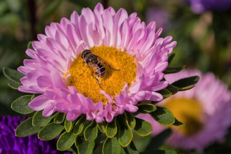 Bee on a pink Aster pollinates a flower.  Macro photography of flowers and insects. Bee closeup.の写真素材