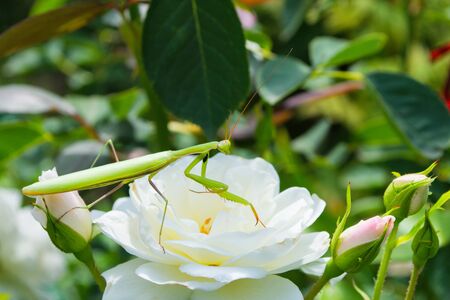 Praying Mantis Insect on a flower in the garden. Green mantis, sitting on rose petals. Mantis close up.の写真素材