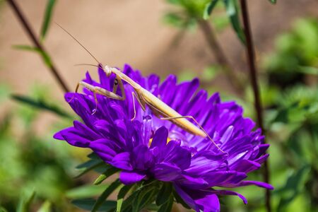 Praying Mantis Insect on a flower in the garden. Light mantis, sitting on asters petals. Mantis close up.の写真素材