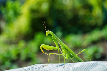 Green Mantis. The green mantis sits on a white fabric in the garden. Green mantis close up.の写真素材