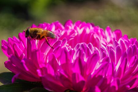 Bee on a purples Aster pollinates a flower in the garden.  Macro photography of flowers and insects....