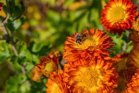 Insect fly Eristalis tenax on yellow-red flower chrysanthemum in the garden. Soft selective focus.の写真素材