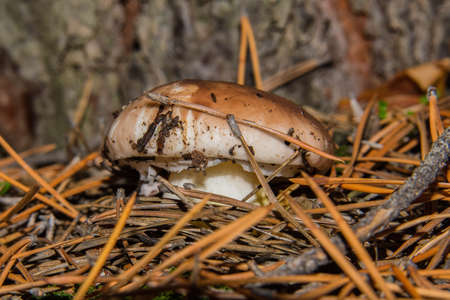 Mushrooms Suillus luteus growth in the pine forest. Mushrooms closeup. Soft selective focus.の写真素材