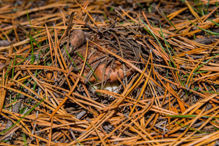 Mushrooms Suillus luteus growth in the pine forest. Mushrooms closeup. Soft selective focus.の写真素材