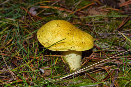 Beautiful mushroom Tricholoma equestre (Yellow Knight) in pine forest closeup. Selective focus,...