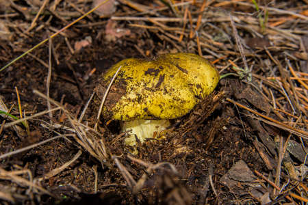 Young little mushroom Tricholoma equestre in pine forest closeup. Also has other names: Horseman, Tricholoma flavovirens, Agaricus equestris, Man on Horseback, Yellow Knight. Selective focus, shallow depth of field.の写真素材