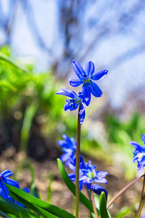 The first spring blue flowers Siberian Squill (Scilla siberica) close-up. Soft selective focus.の写真素材