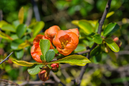 Chinese quince (Pseudocydonia sinensis) Blooms in the garden. Quince flowers close-up. Soft selective focus.の写真素材