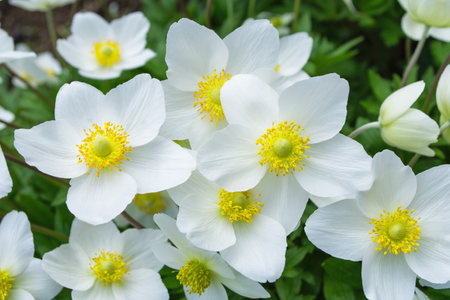A bouquet of bright, white flowers Anemone forest (Latin: Anemone sylvestris) grown in the garden....