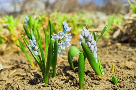Bright lighted sun flowers primroses Puschkinia (Latin: Puschkinia scilloides) close-up. Spring flowers in the garden. Shallow depth of field.の写真素材