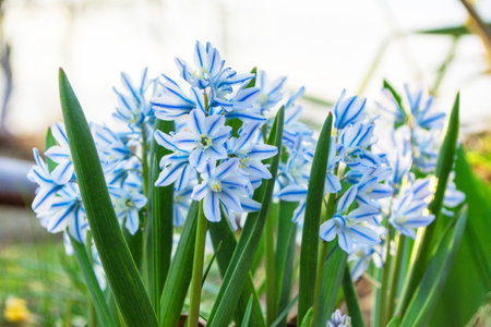 Spring perennial primroses. White-blue flowers Puschkinia (Latin: Puschkinia scilloides) close-up. Shallow depth of field.の写真素材