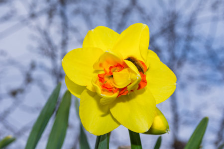 Bright yellow Daffodil (Latin: Narcissus) and Golden shaggy beetle (Latin: Tropinota hirta). Soft...