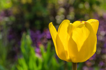 Yellow tulip flower (Latin: Tulipa) close-up. Free space. Soft selective focus.の写真素材