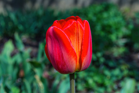 Bright-red tulip (Latin: Tulipa) on the green blurred background close-up. Soft focus.の写真素材