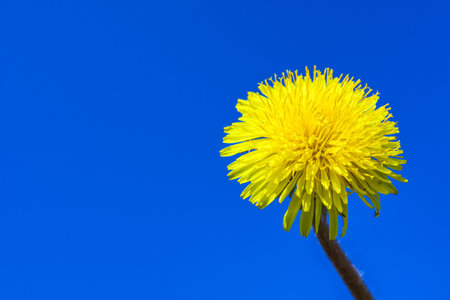 Yellow Dandelion Medicinal (Latin: Taraxacum officinale) on a blue sky background. Plant close-up. Free space.の写真素材
